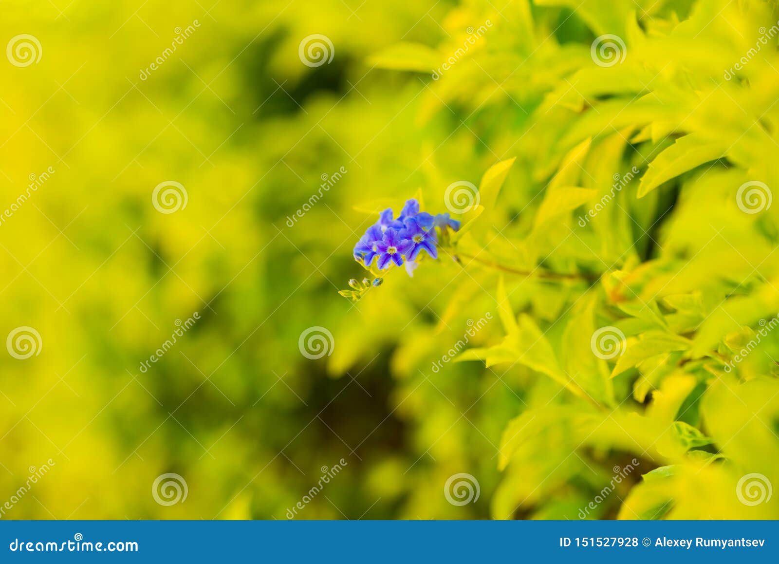 Fleur tropicale violette photo stock. Image du lumineux - 151527928