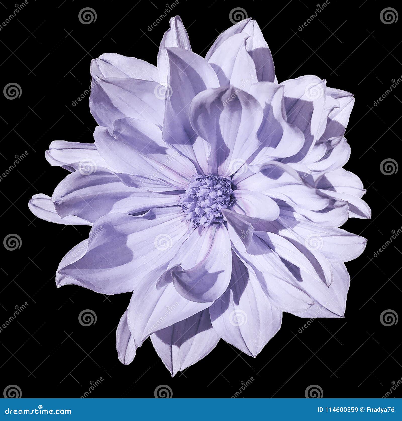 Fleur Violet-clair De Dahlia Sur Un Fond Noir D'isolement Avec Le Chemin De  Coupure Closeup Aucune Ombres Image stock - Image du navigation,  conception: 114600559