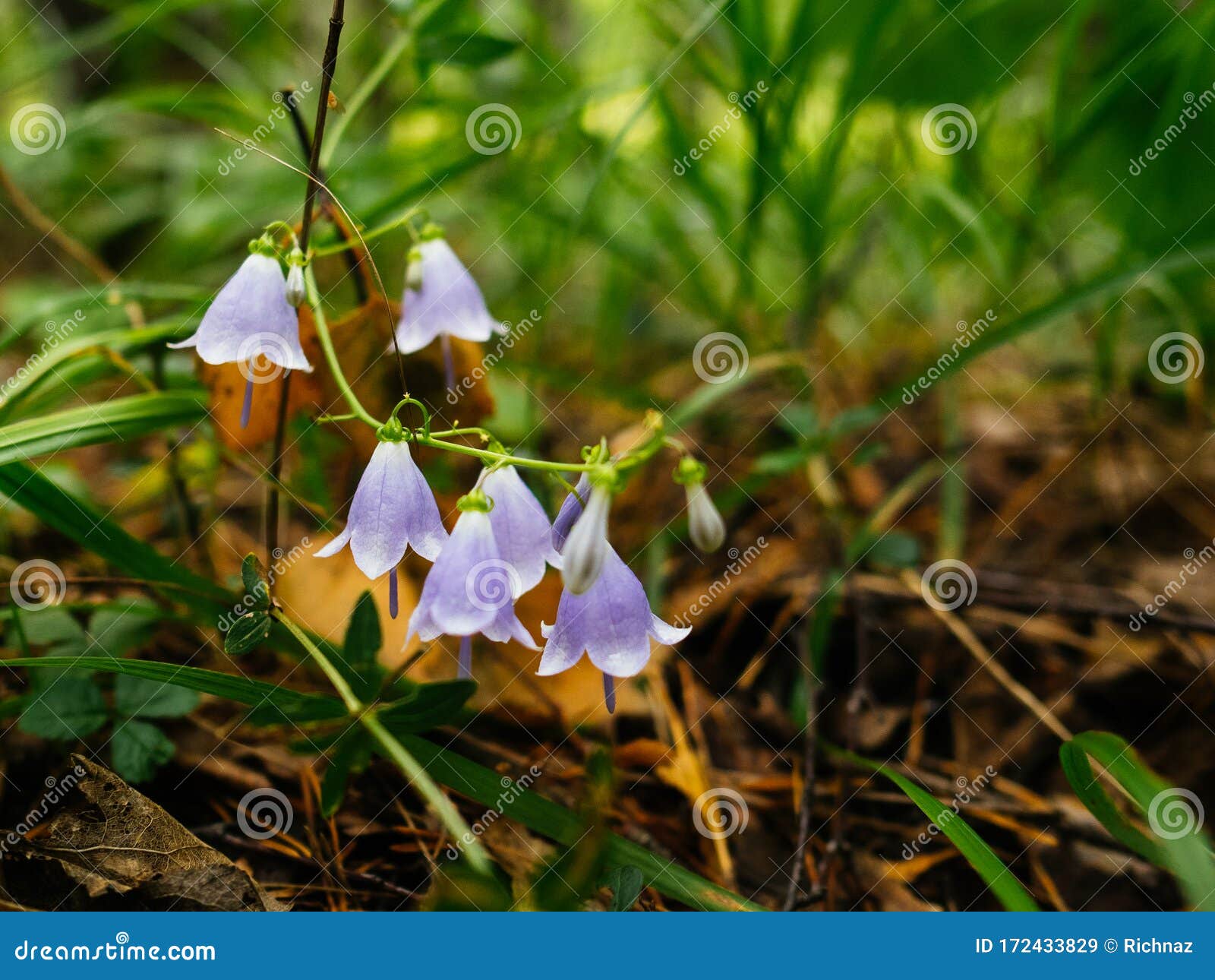 Fleur Violet Cloche Dans La Forêt. Fleurs Des Forêts Image stock - Image du  fleurs, campanule: 172433829