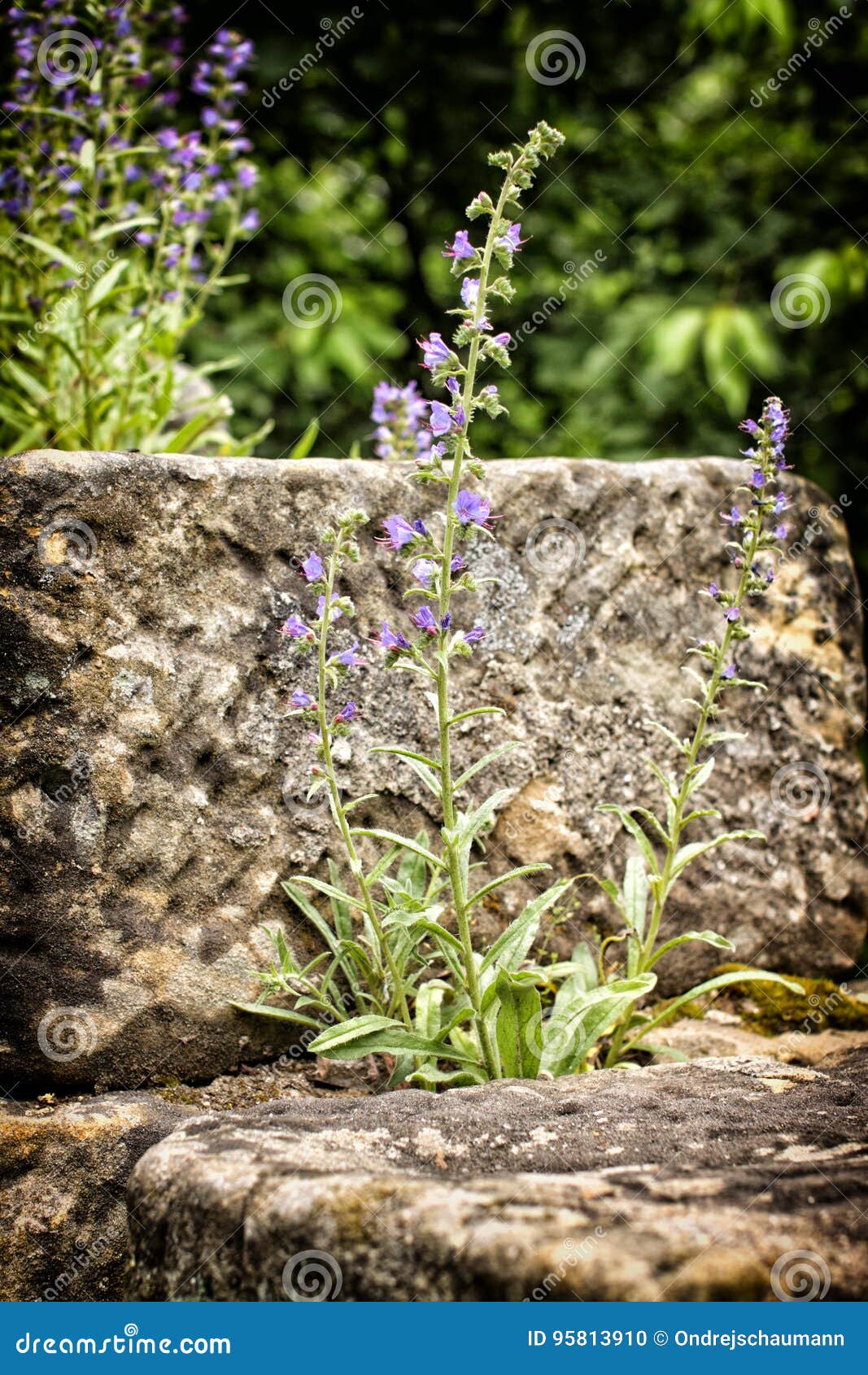Fleur Violette Avec La Longue Tige Et Les Petites Fleurs Photo stock -  Image du grès, petit: 95813910