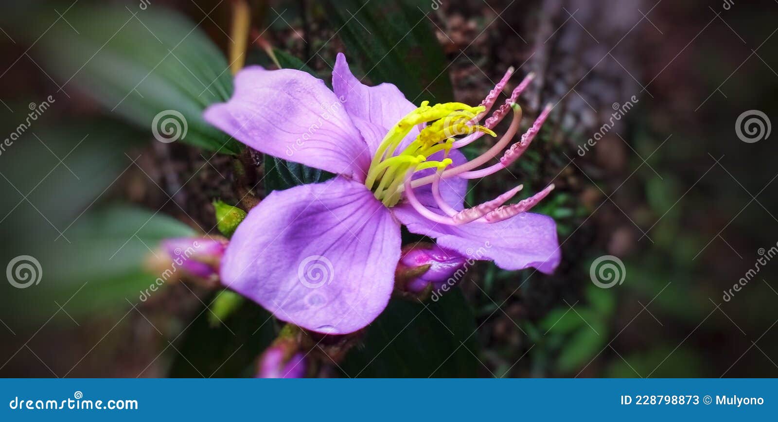 Fleur Violette Avec Pistil Jaune Dans Le Jardin Image stock - Image du  pistil, jardin: 228798873