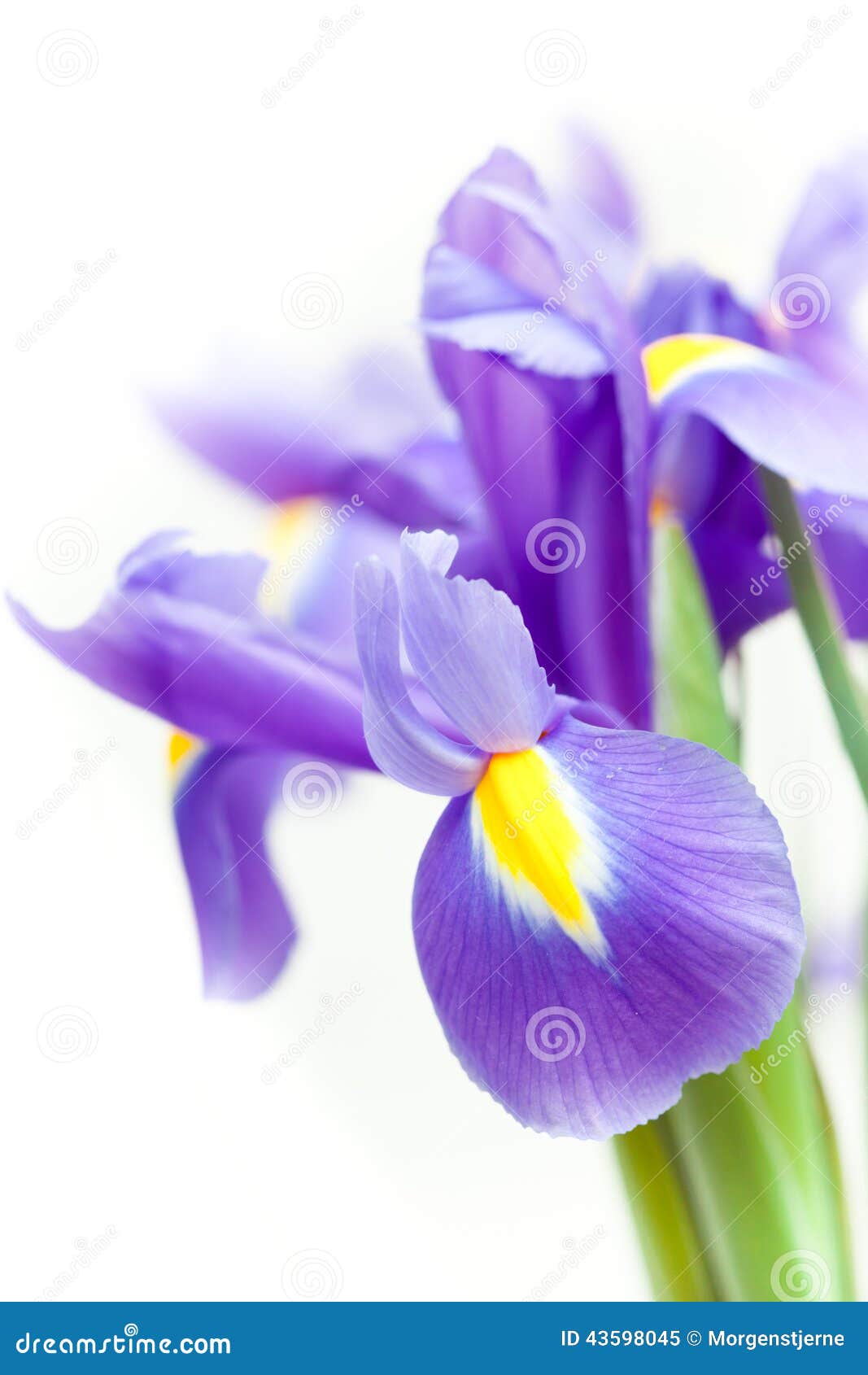 Fleur Violette De Blueflag D'iris Jaune Image stock - Image du cheminée,  fond: 43598045