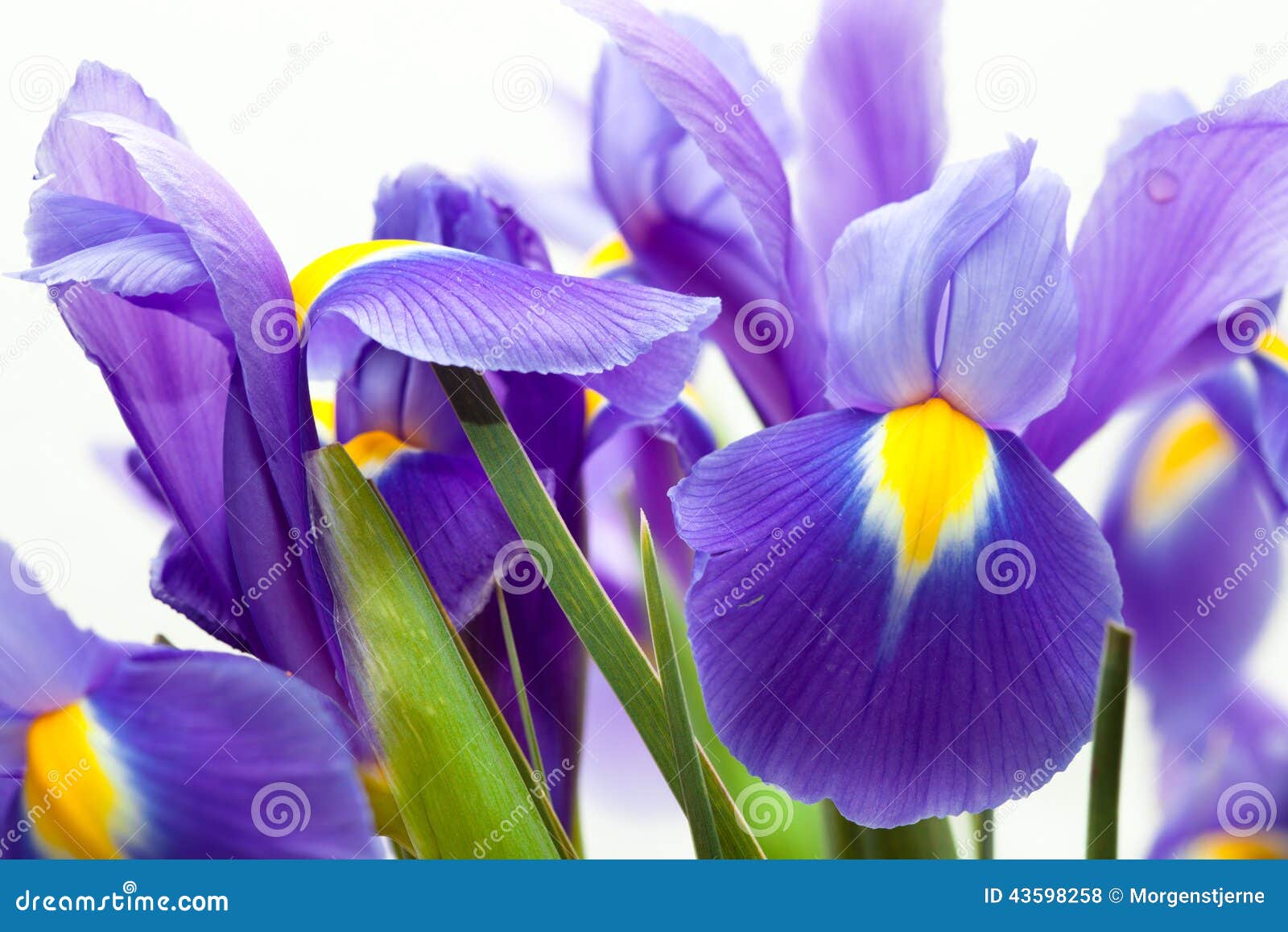 Fleur Violette De Blueflag D'iris Jaune Photo stock - Image du coupure,  cheminée: 43598258