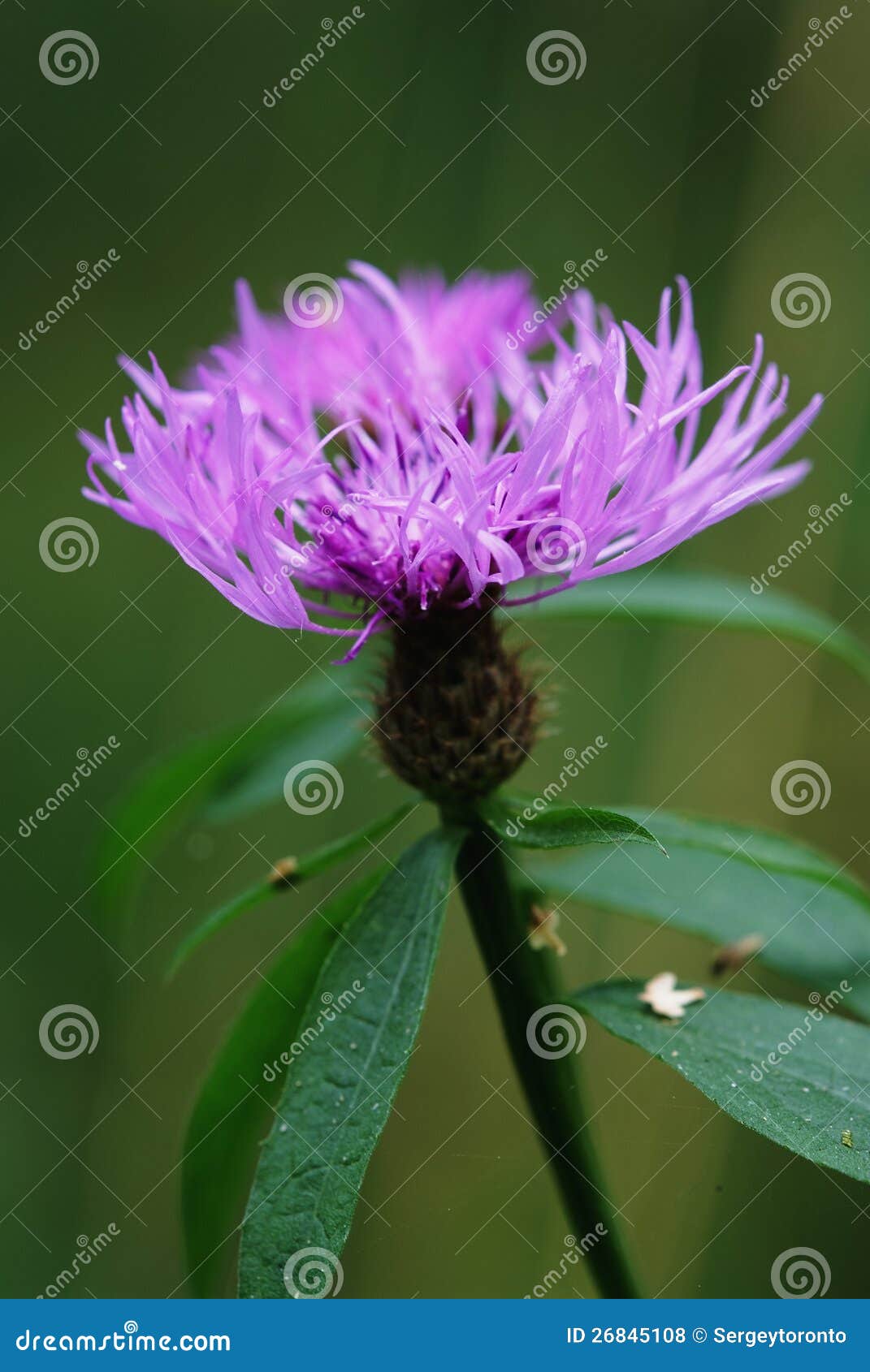 Fleur Violette De Chardon (Cirsium) Photo stock - Image du lumineux, lame:  26845108