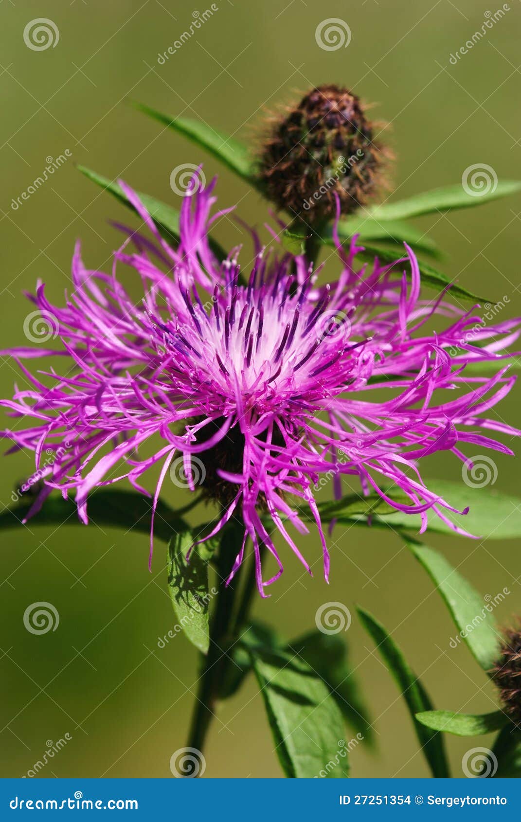 Fleur Violette De Chardon (Cirsium) Photo stock - Image du flore, image:  27251354