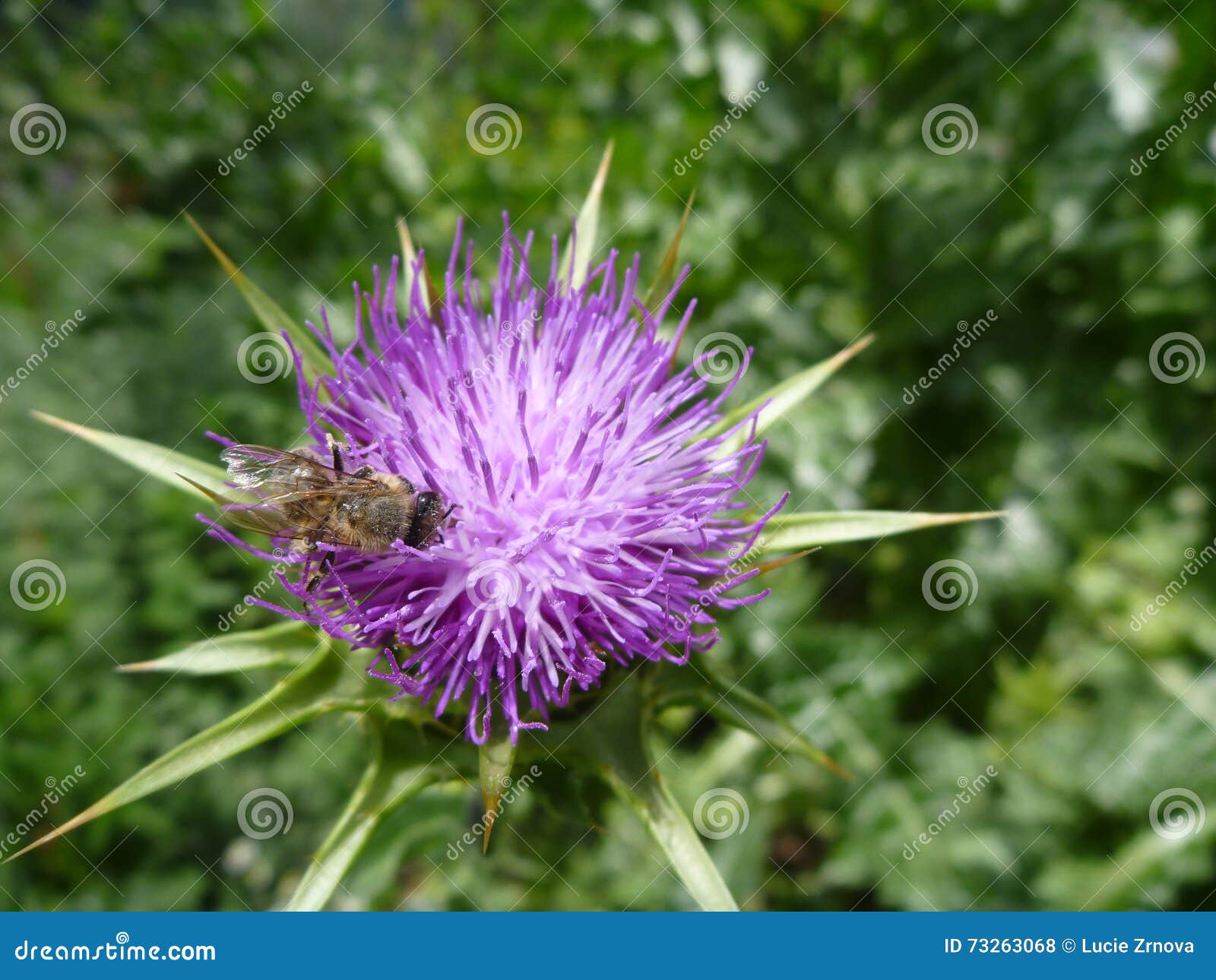 Fleur Violette De Chardon Dans La Fleur Photo stock - Image du lame, zone:  73263068