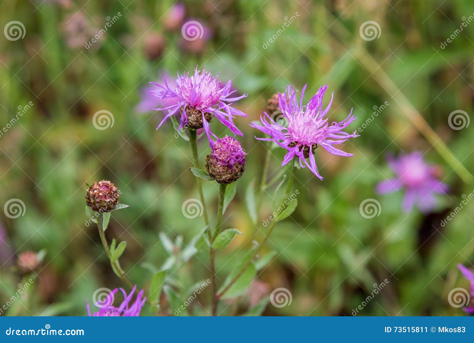 Fleur Violette De Chardon Sauvage (carduus) Image stock - Image du  centrales, beau: 73515811