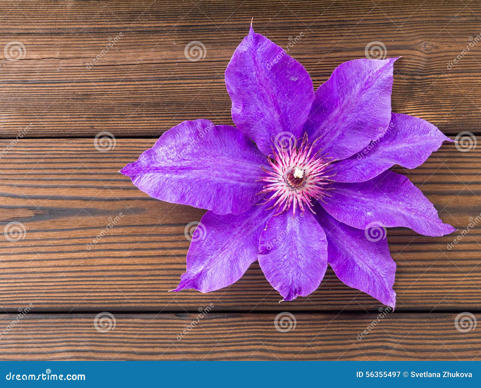 Fleur Violette De Clématite Sur Les Planches En Bois Image stock - Image du  étoile, panneau: 56355497