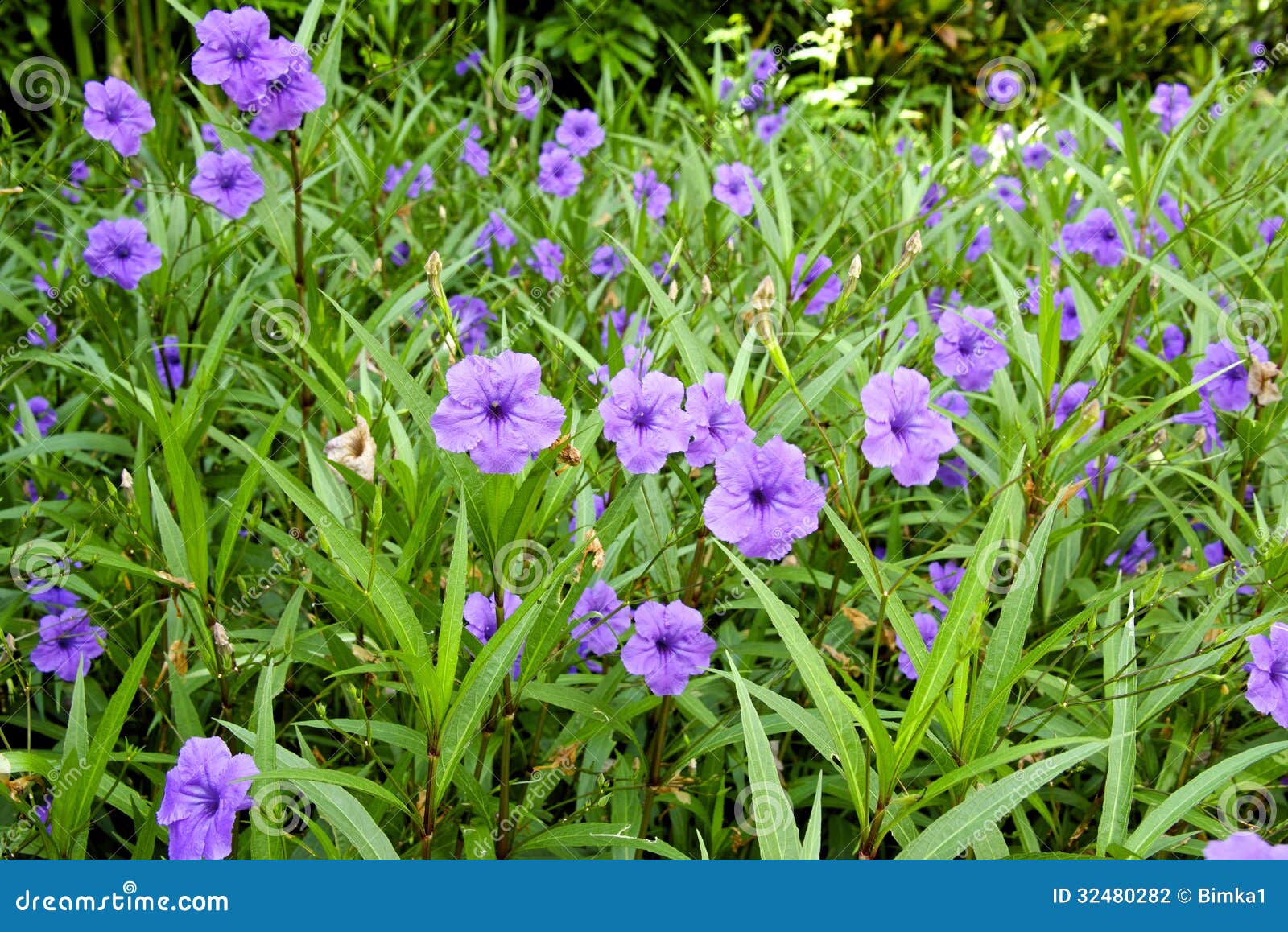 Fleur Violette De Delphinium Photo stock - Image du vibrant, beauté:  32480282