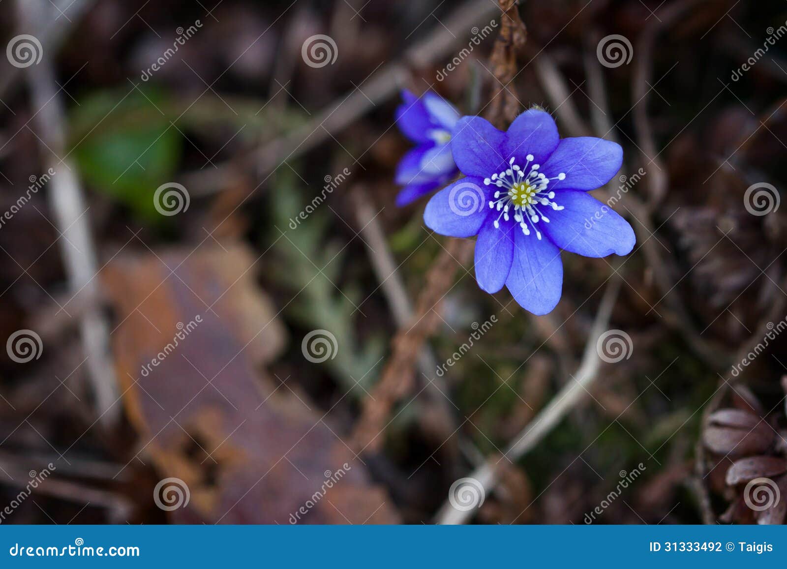 Fleur violette de forêt photo stock. Image du éternel - 31333492