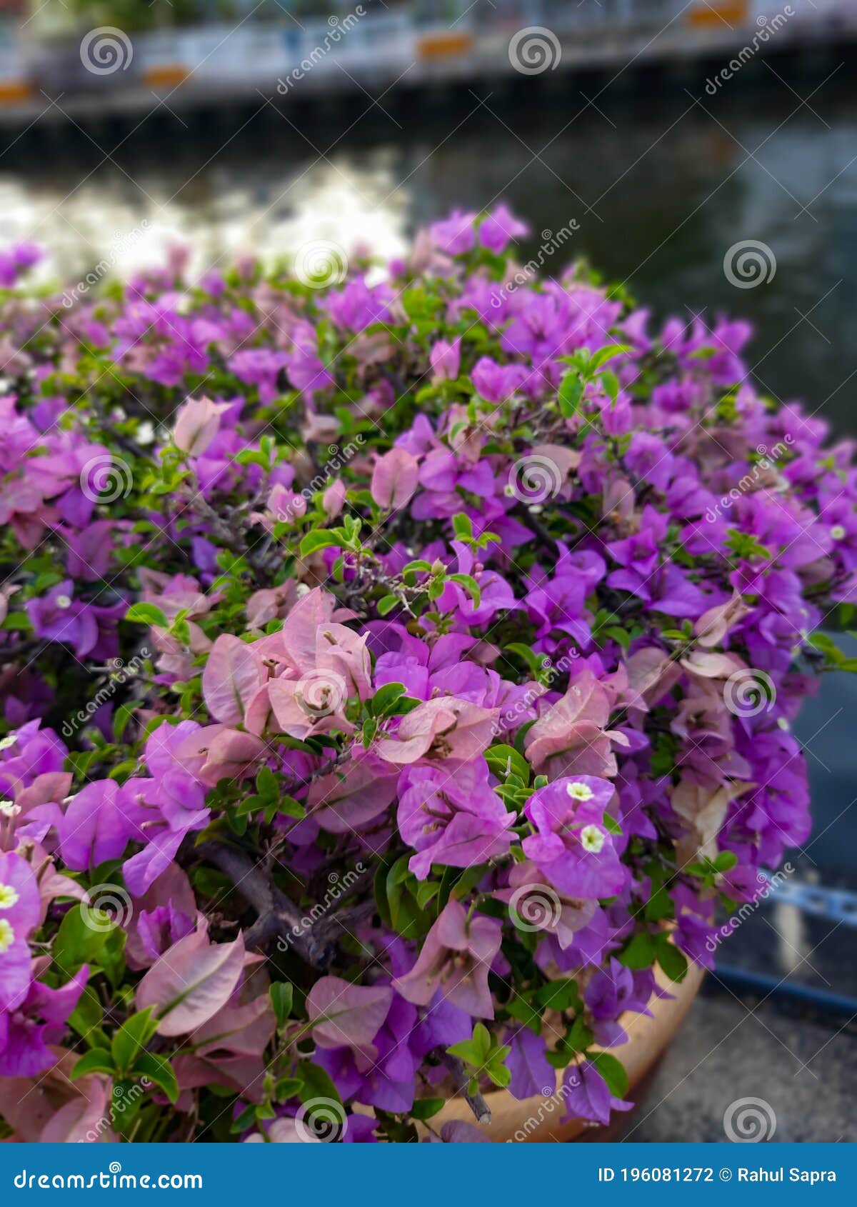 Fleur Violette De L'hibiscus Pendant Le Temps Du Matin Près De La Rivière  De Malacca En Malaisie Melaka De Malacca Photo stock - Image du  accroissement, forêt: 196081272