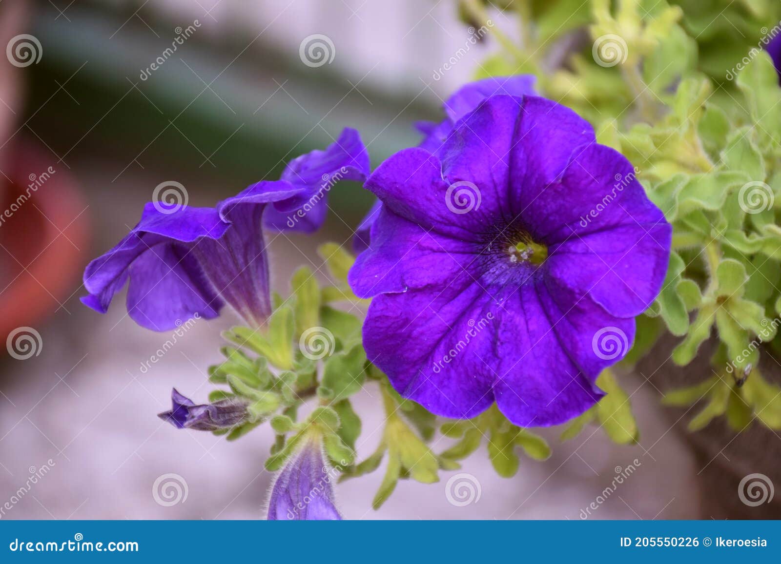 Fleur Violette De Pétunia Dans Le Pot De Jardin. Photo stock - Image du  rose, floral: 205550226