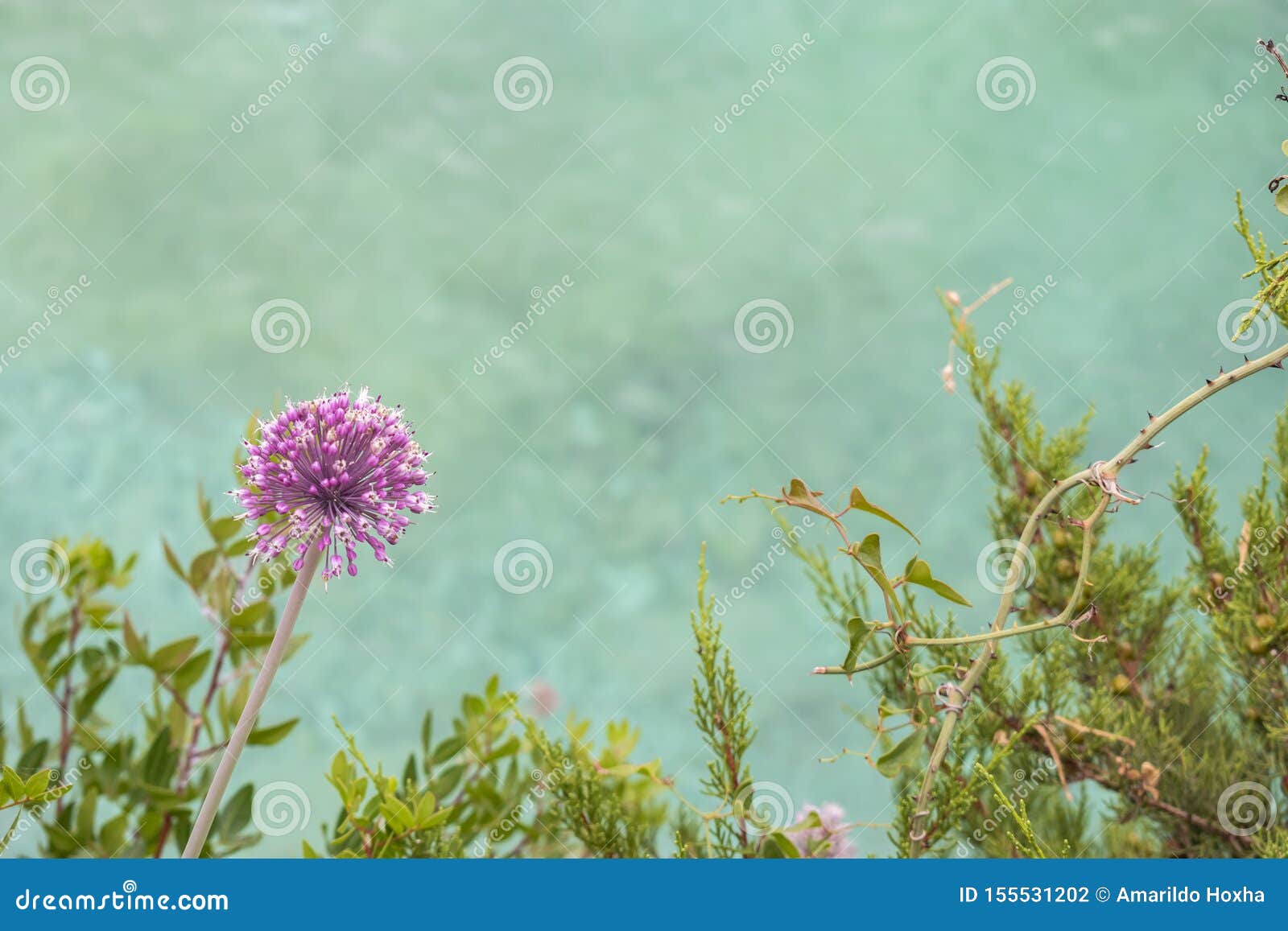 Fleur Violette De Pissenlit Photo Stock Image Du Fleur Ressort