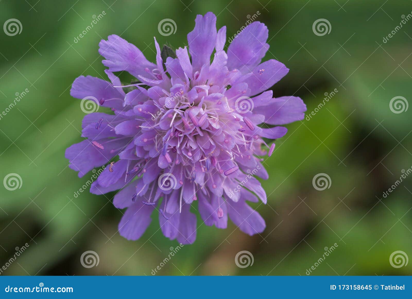 Fleur Violette De Veuve Sur Le Fond Vert à L'automne Dans Le Pré Image  stock - Image du beau, fleur: 173158645
