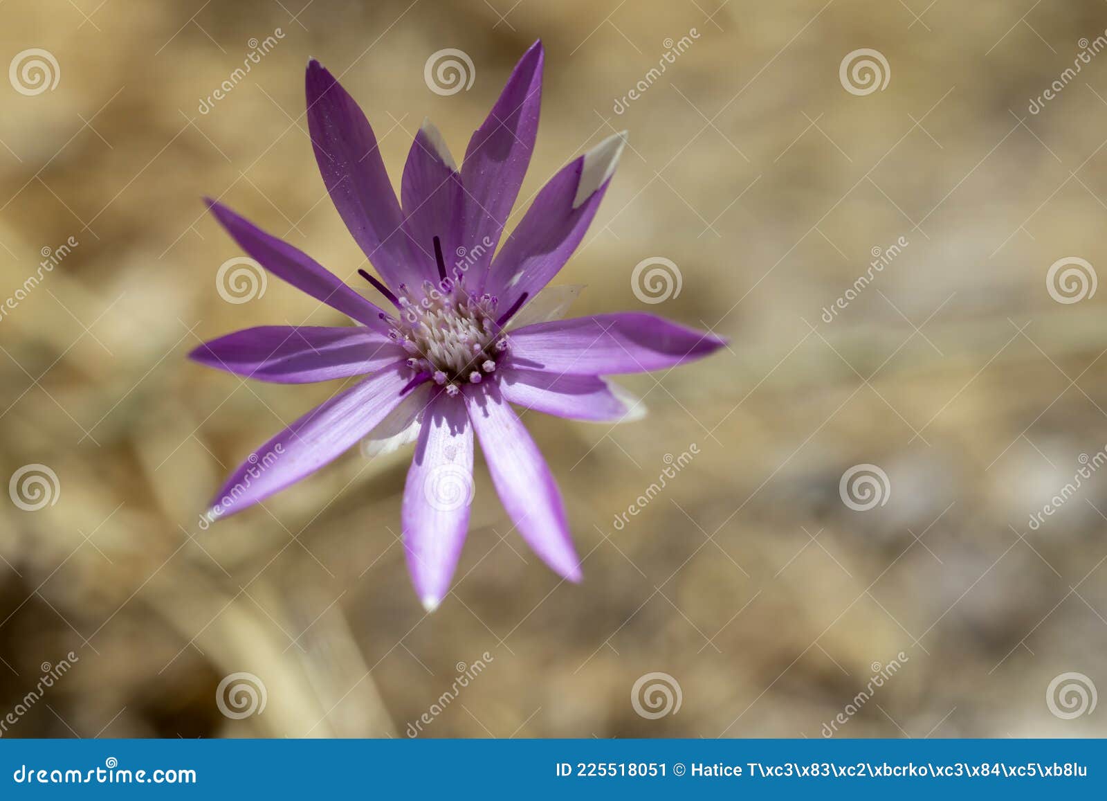 Fleur Violette En Forme D'étoile De La Famille Des Marguerites. Macro  Photo. Image stock - Image du isolement, lames: 225518051