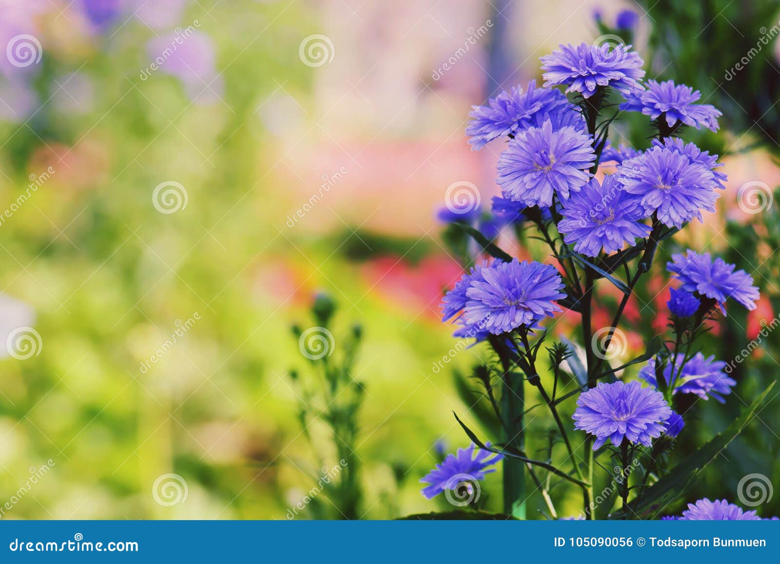 Fleur violette en hiver photo stock. Image du ressort - 105090056