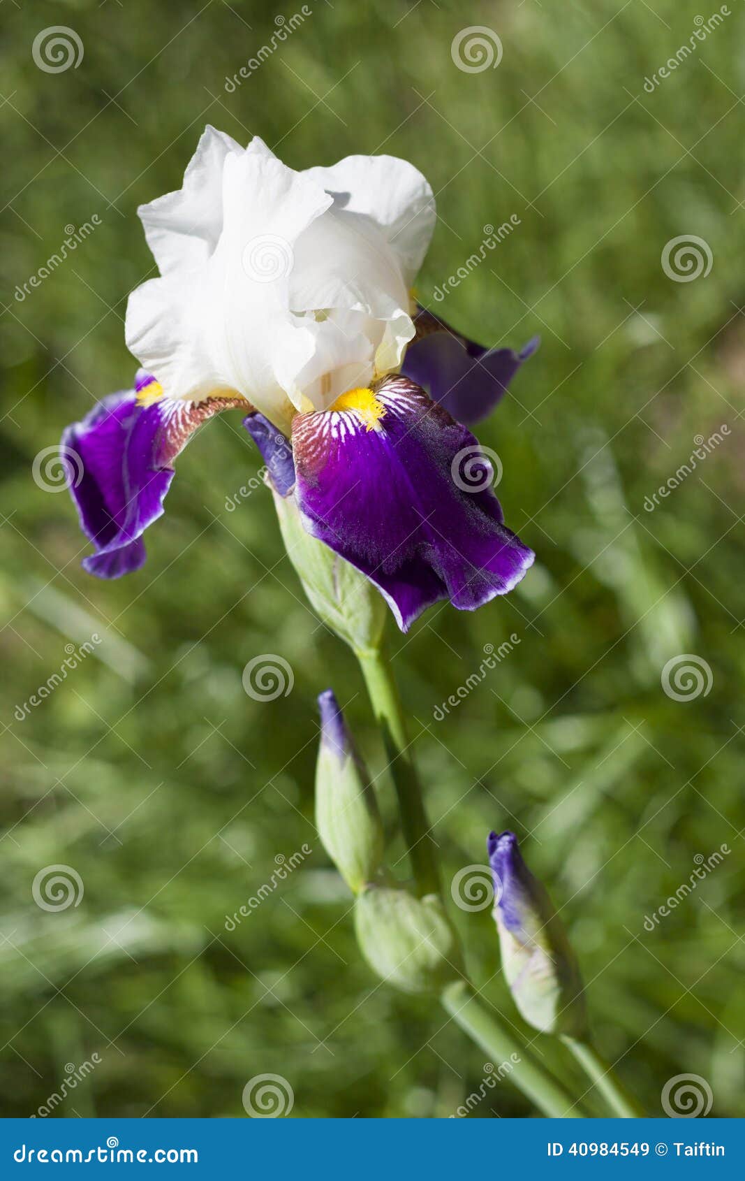 Fleur Violette Et Blanche D'iris Image stock - Image du lumineux, beau:  40984549