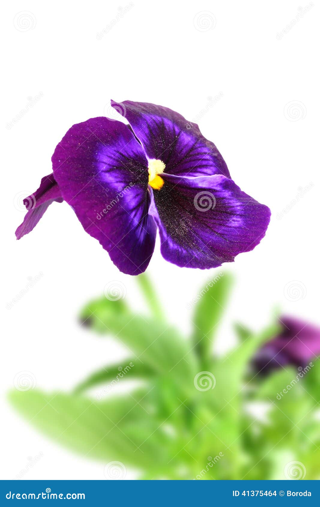 Fleur Violette Foncée De Pensée Photo stock - Image du baiser, contexte:  41375464