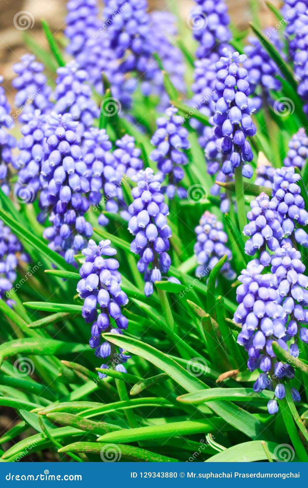 Fleur Violette Ou Pourpre En Suisse Photo stock - Image du beauté,  floraison: 129343880
