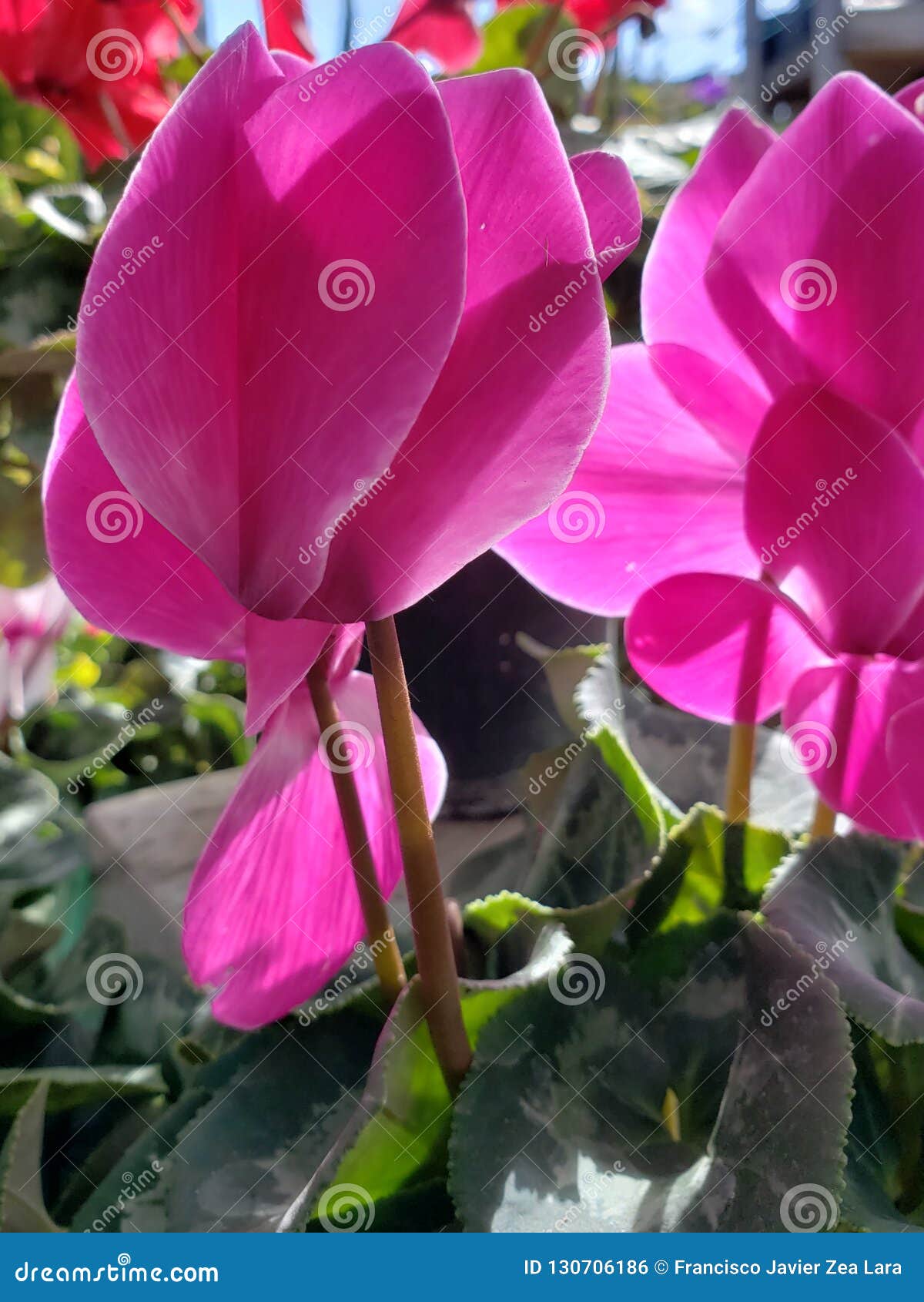 Fleur Violette Rose Dans Un Jardin Photo stock - Image du normal, jardin:  130706186