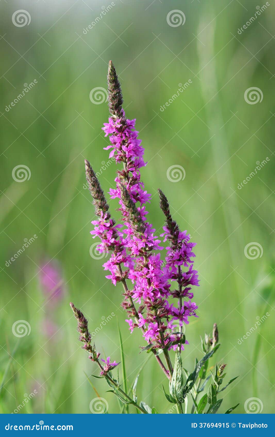 Fleur Violette Sauvage D'été Image stock - Image du fleurs, herbe: 37694915