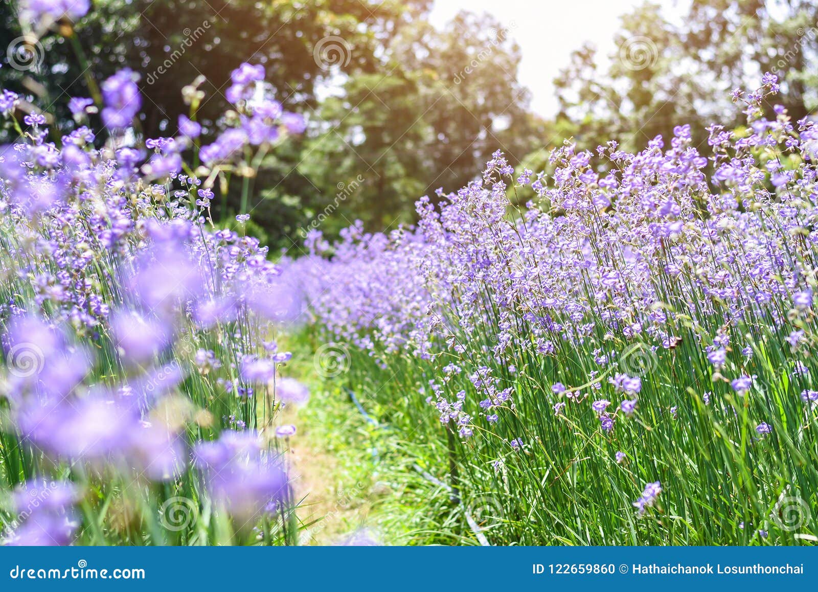 Fleur Violette Tropicale Fleurissant Dans La Montagne La Saison Des Pluies  Photo stock - Image du centrale, ressort: 122659860