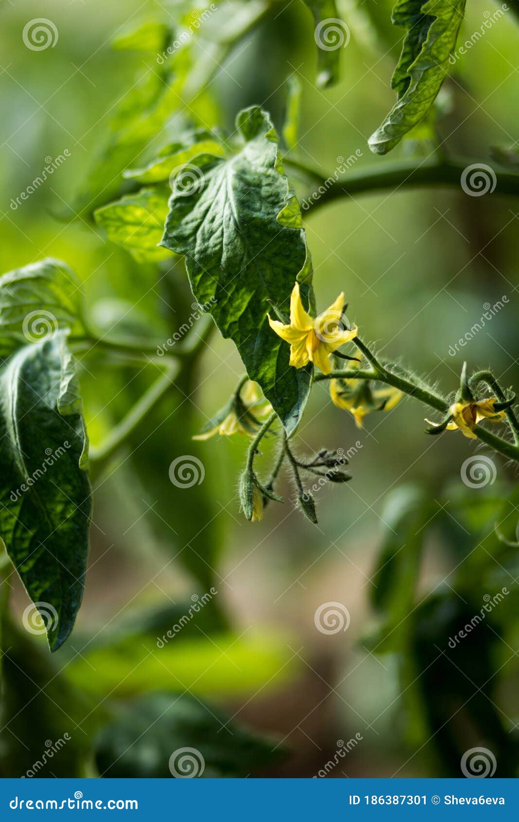 fleure de tomate