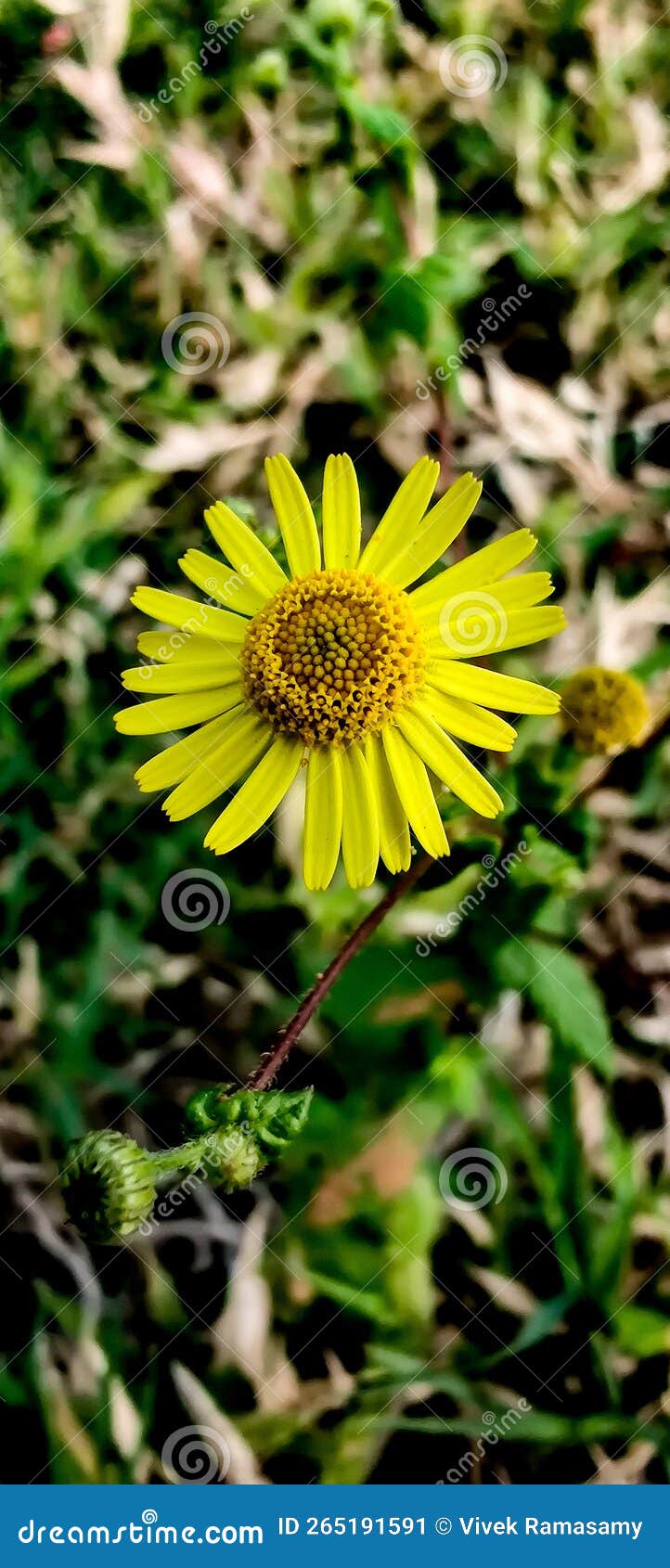 Fleurish stock image. Image of flower, fleurish, portrait 265191591