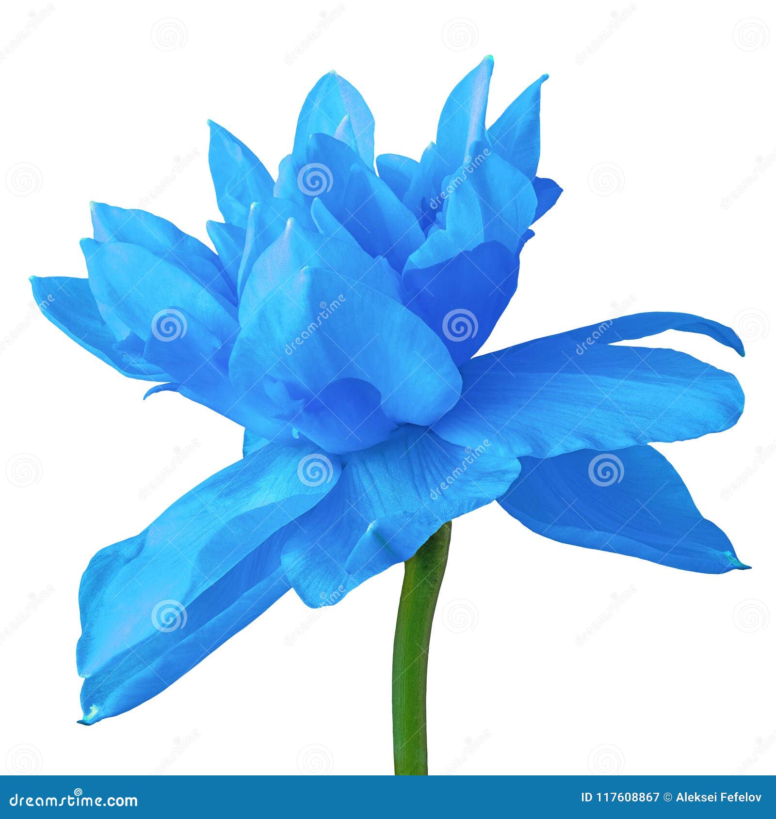 Fleurissez Le Narcisse Bleu, D'isolement Sur Un Fond Blanc Plan Rapproché  Bourgeon Floral Sur Une Tige Verte Image stock - Image du fleur, fleurs:  117608867