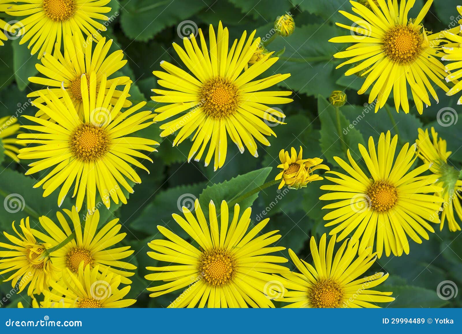 Le Ressort Floral De Fleur De Yallow D'asters D'aster Plante La Nature  Image stock - Image du centrale, saison: 29994489