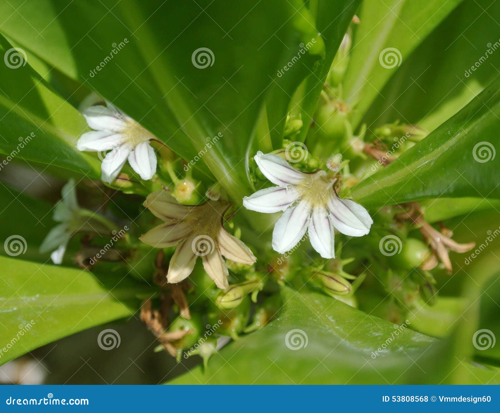 Fleurit Tropical Exotique De Groupe Blanc Minuscule Photo