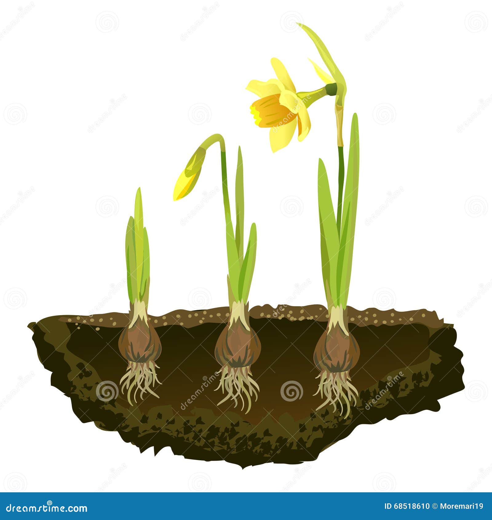 Fleurs à Bulbes Dans Le Sol, Narcisse Croissant Illustration de Vecteur -  Illustration du ressort, croissance: 68518610