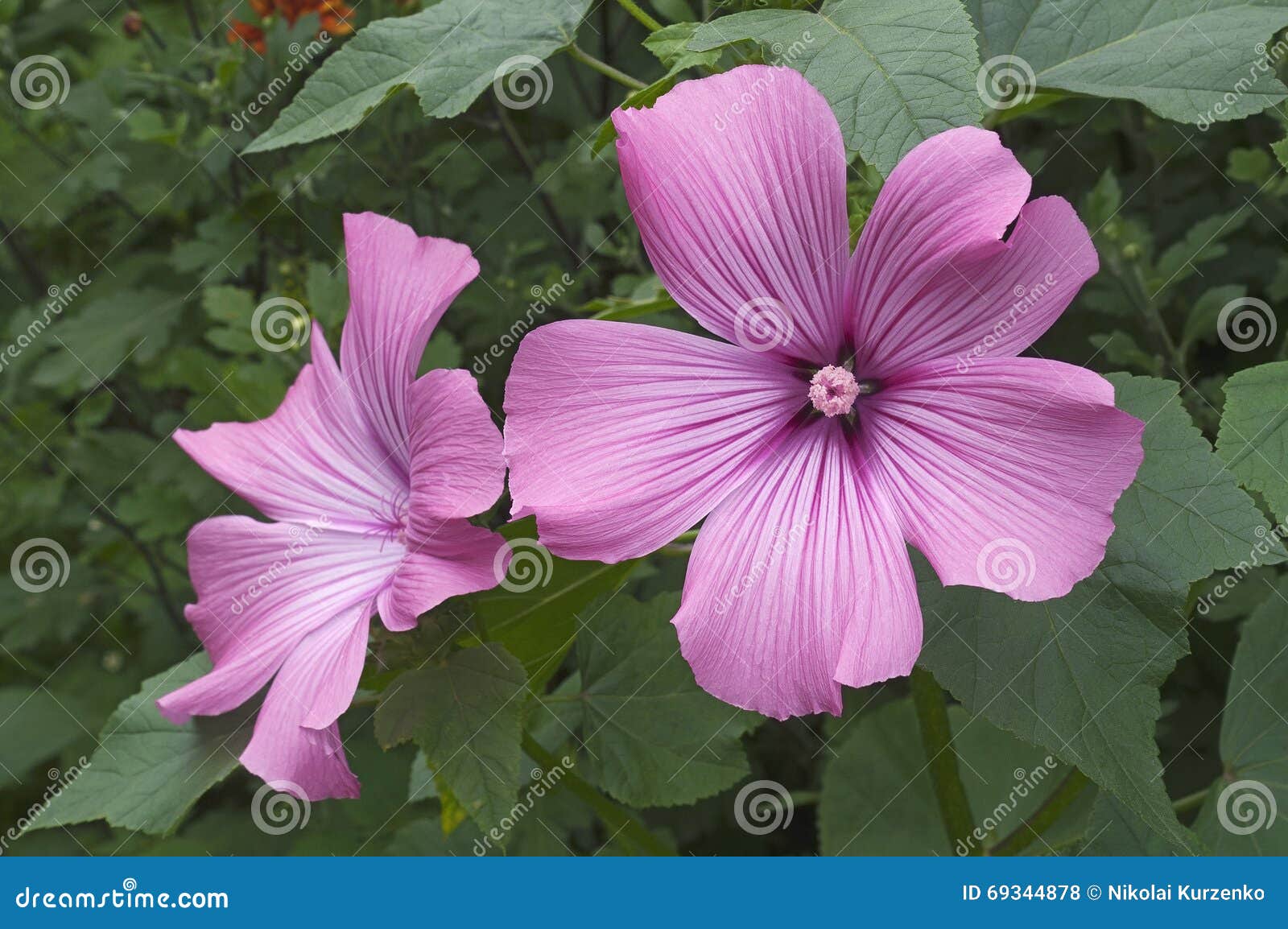 Fleurs annuelles de mauve photo stock. Image du jardin - 69344878