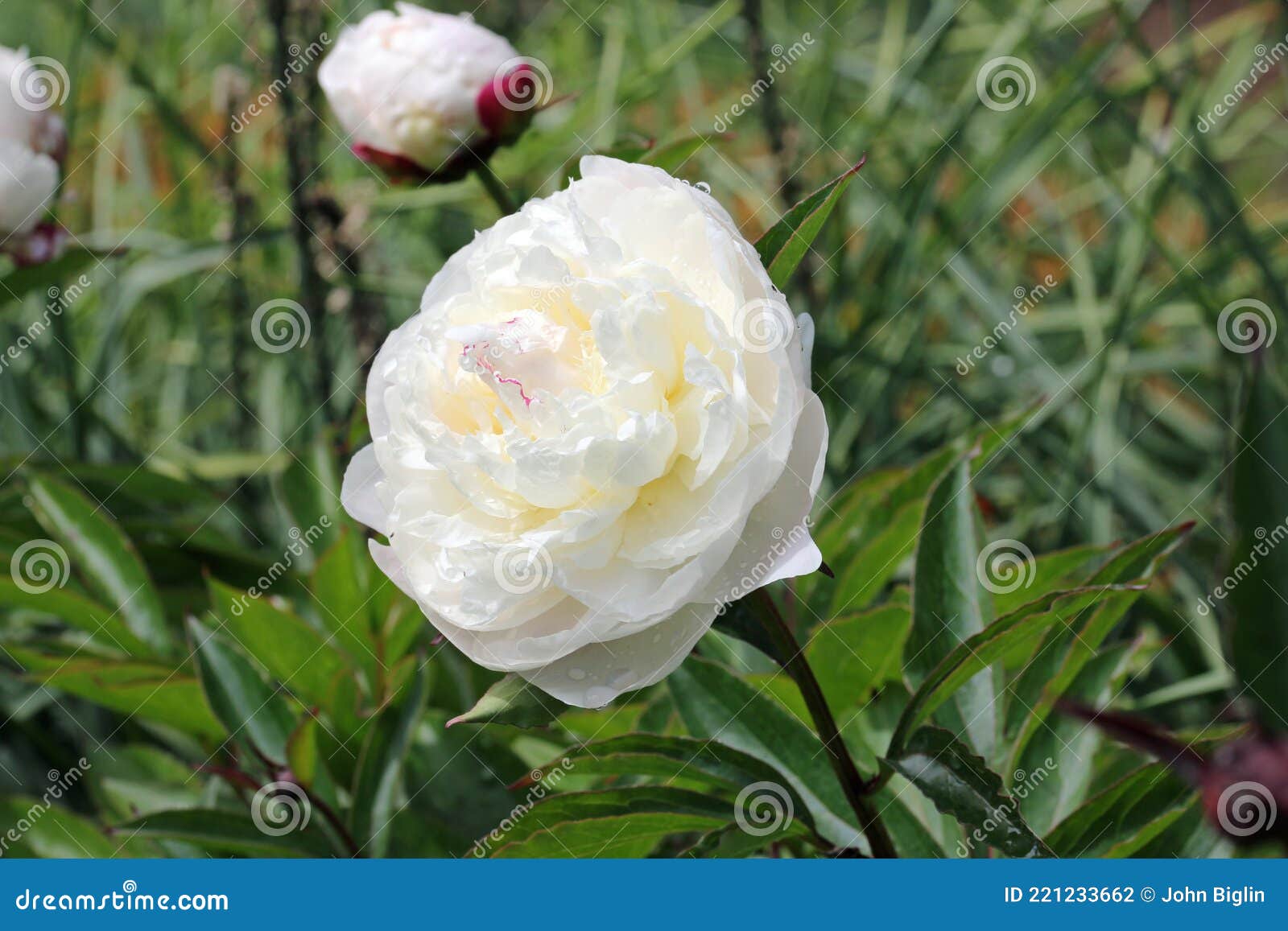 Fleurs Blanches à Deux Pivoines Photo stock - Image du herbacé, double:  221233662