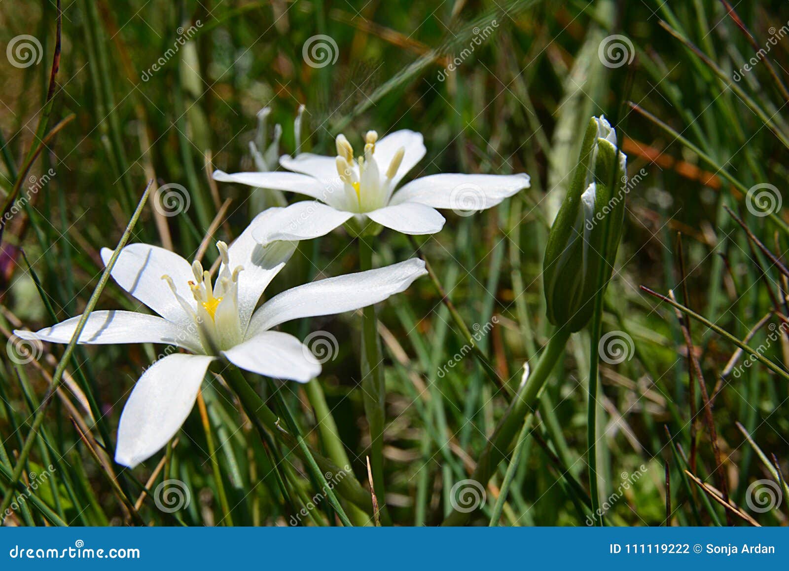 Fleurs Blanches étoilées Dans L'herbe Balançant Dans Le Vent Photo stock -  Image du balancement, juillet: 111119222