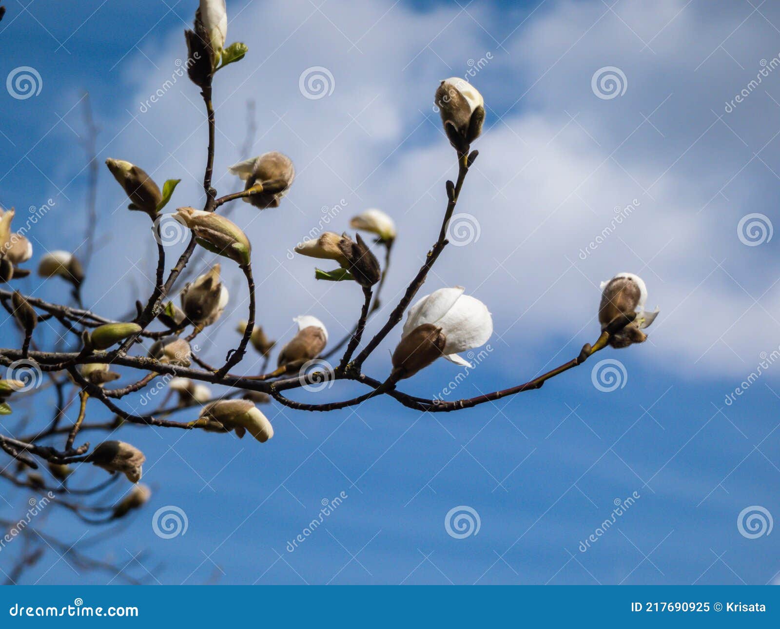 Fleurs Blanches étoilées En Forme D'étoile Florissante Magnolia Magnolia  Stellata Au Début Du Printemps à La Lumière Du Soleil. Be Image stock -  Image du ornemental, floraison: 217690925