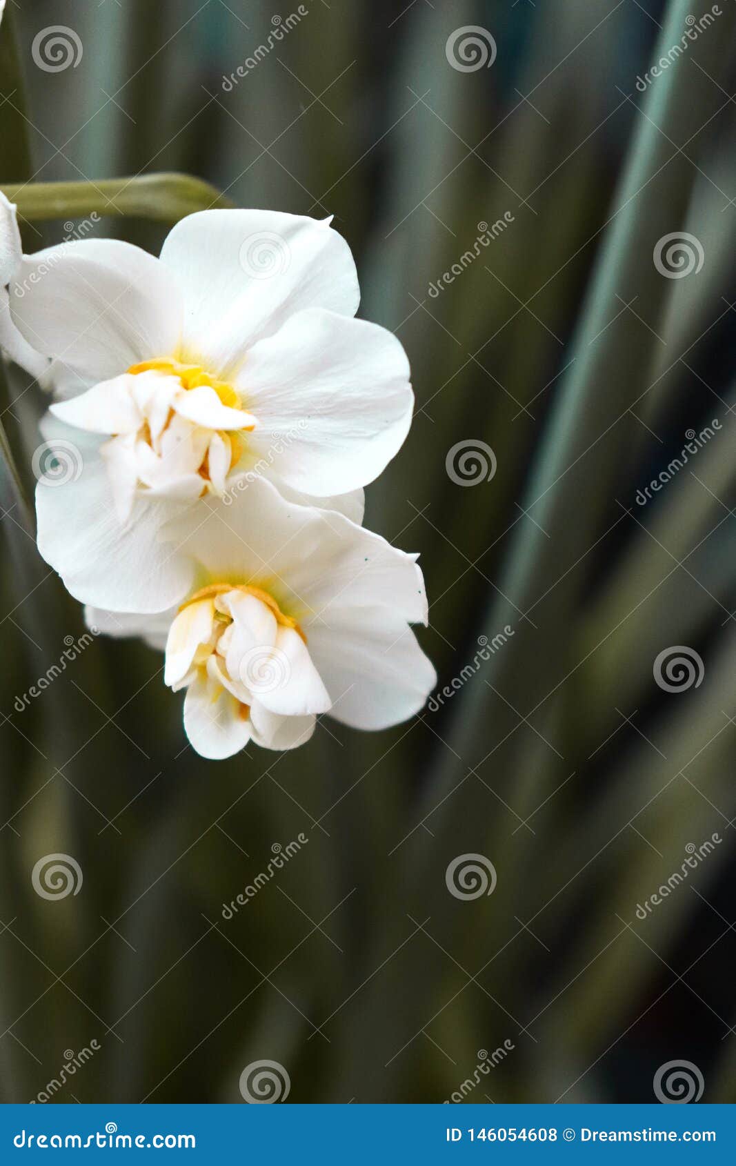 Fleurs Blanches Avec La Branche Verte Photo stock - Image du fleuri,  jardin: 146054608