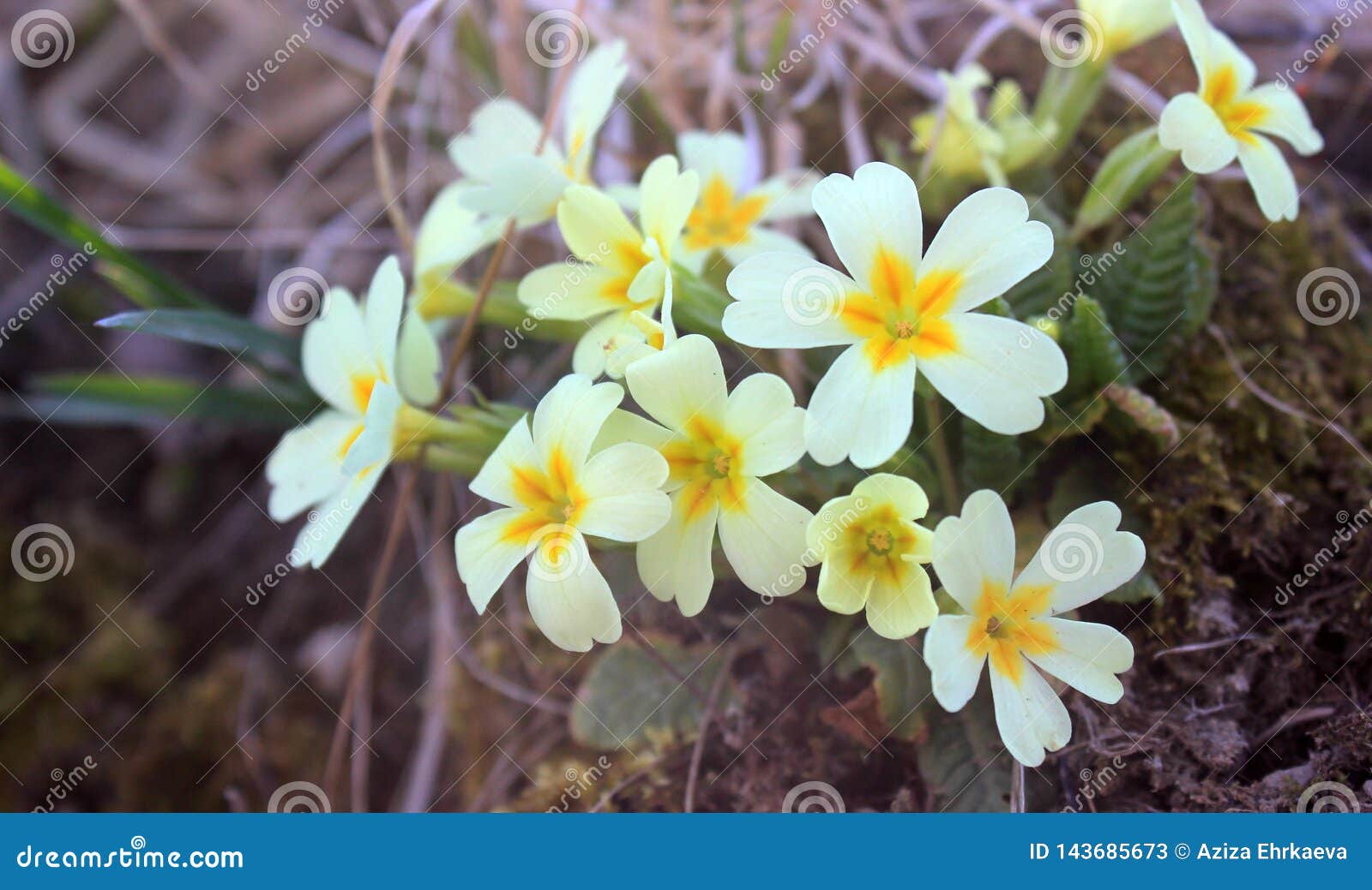 Fleurs Blanches Avec Un Coeur Jaune Image stock - Image du mariée, forêt:  143685673