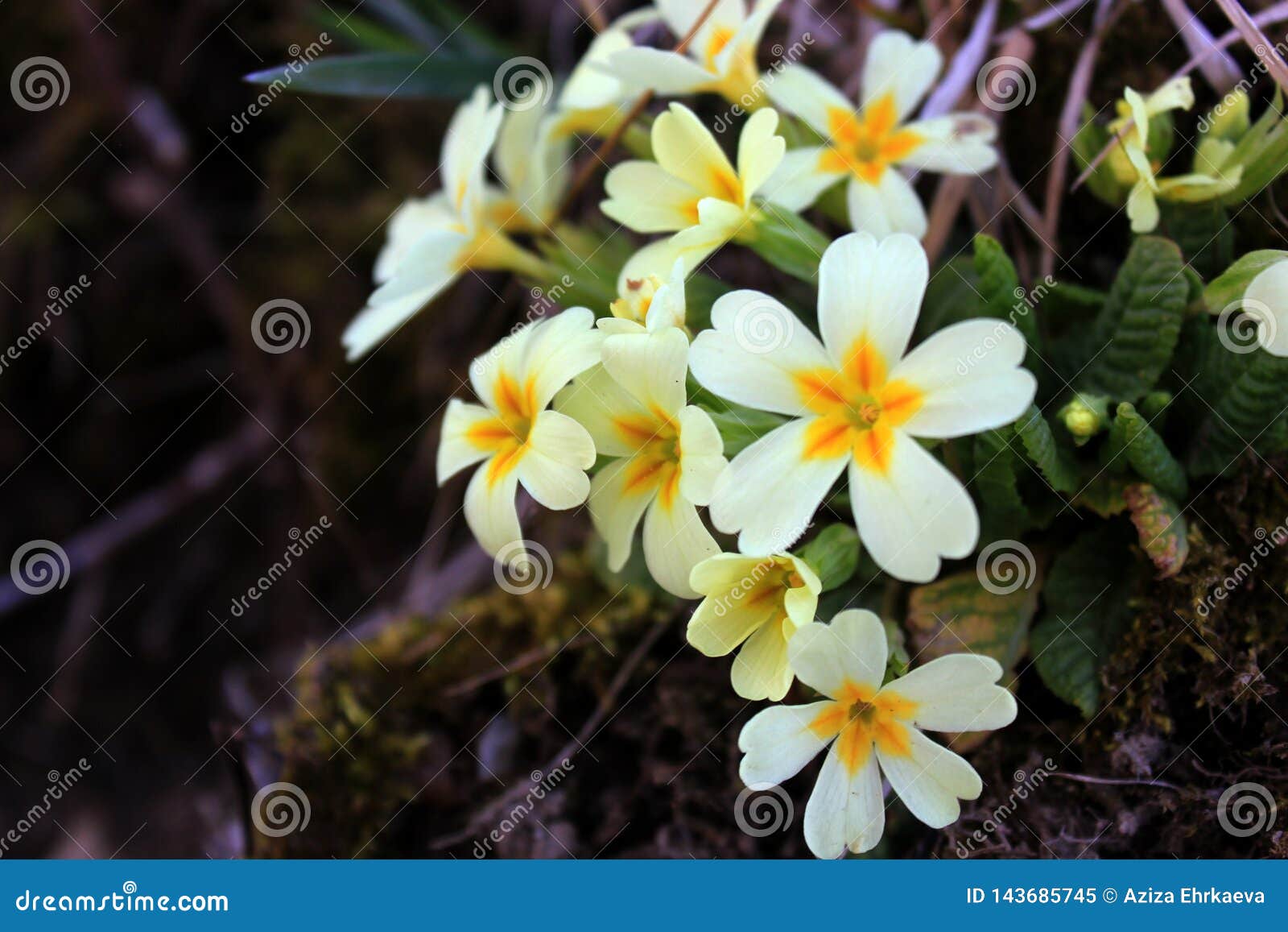 Fleurs Blanches Avec Un Coeur Jaune Image stock - Image du blanc, fleurs:  143685745