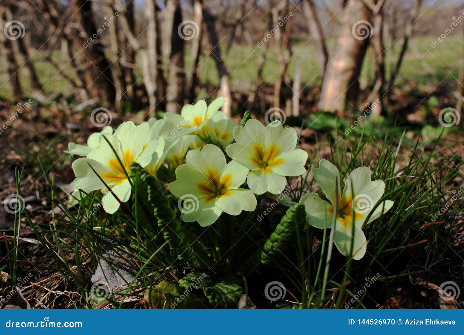 Fleurs Blanches Avec Un Coeur Jaune Photo stock - Image du réveil, parfum:  144526970