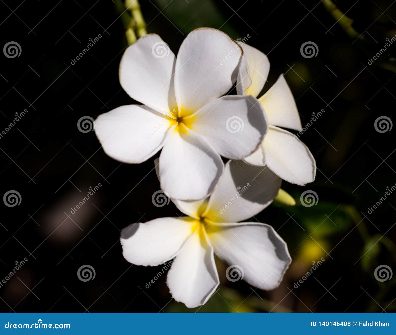 Fleurs Blanches Connues Sous Le Nom De Fleur De Cimetiere De Singapour Obtusa De Plumeria Photo Stock Image Du Lame Tropical Fleurs Blanches Connues Sous Le Nom De Fleur De Cimetiere De Singapour Obtusa De Plumeria Photo Stock Image Du Lame Tropical