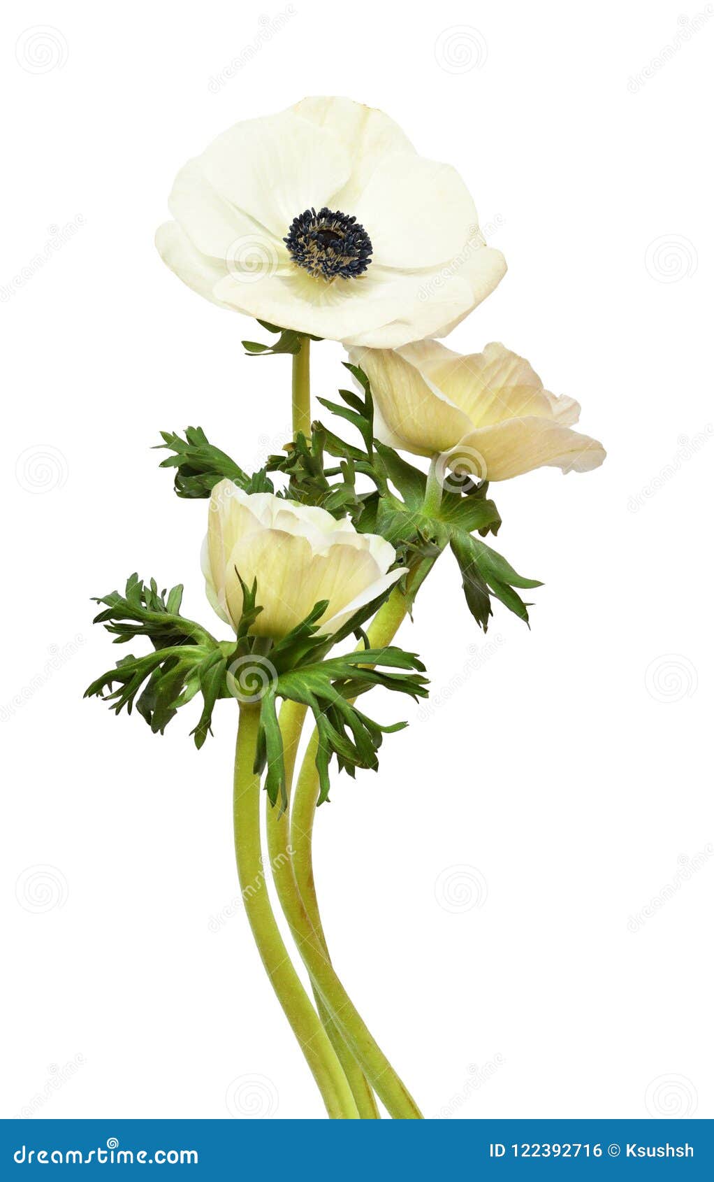 Fleurs Blanches D'anémone Dans Un Bouquet Photo stock - Image du nature,  cheminée: 122392716