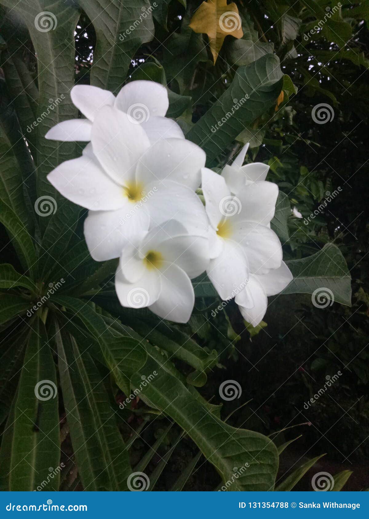 Fleurs Blanches Daraliya Sri Lanka Photo Stock Image Du