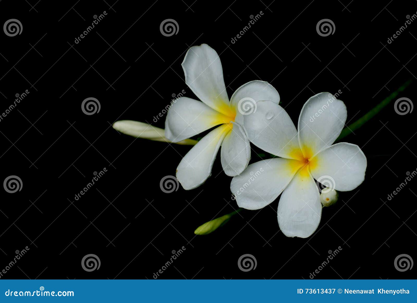 Fleurs Blanches D'Asie Du Sud-Est Image stock - Image du matin, salir:  73613437