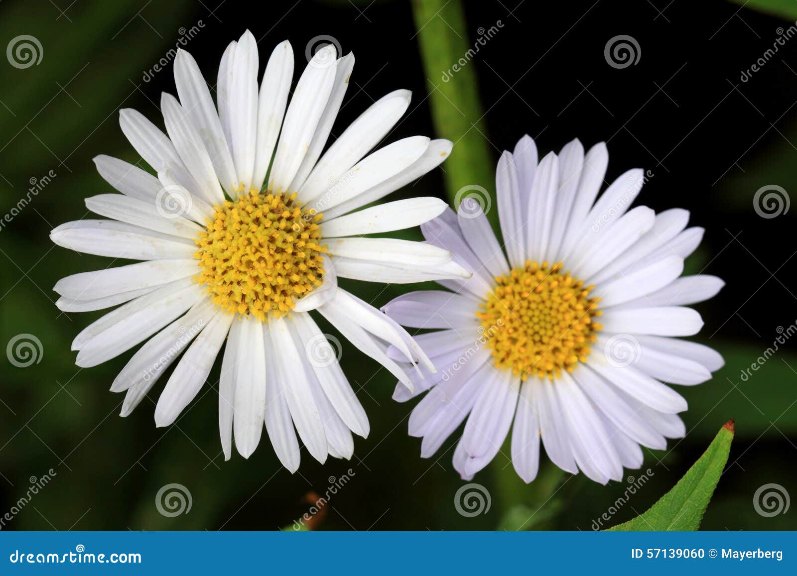 Fleurs blanches d'aster photo stock. Image du jardin - 57139060