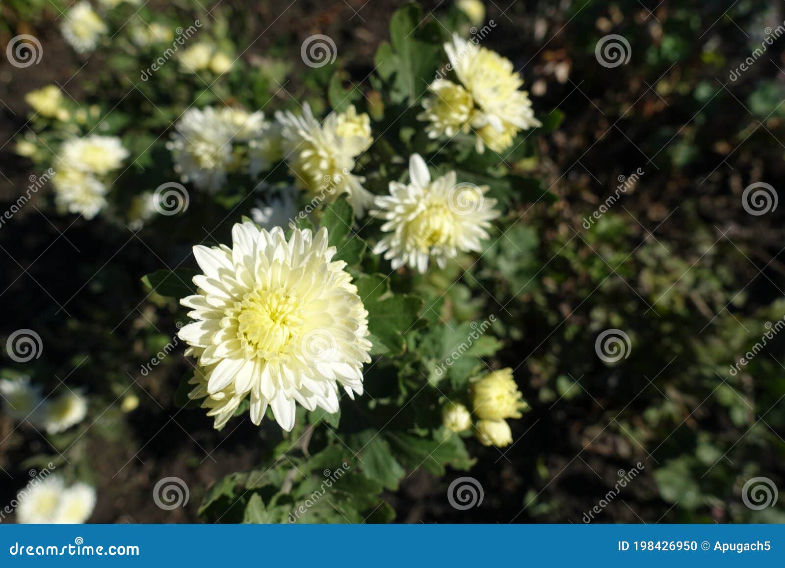 Fleurs Blanches D'ivoire Les Chrysanthèmes En Octobre Photo stock - Image  du flore, bourgeon: 198426950