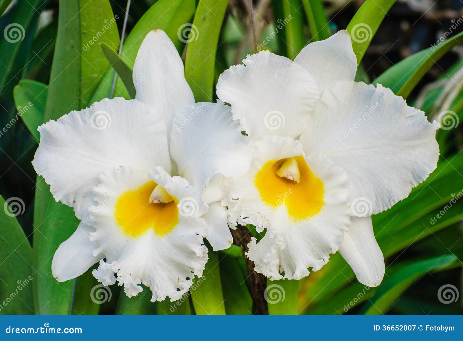 Fleurs Blanches D'orchidée - Cattleya Image stock - Image du tropical,  blanc: 36652007