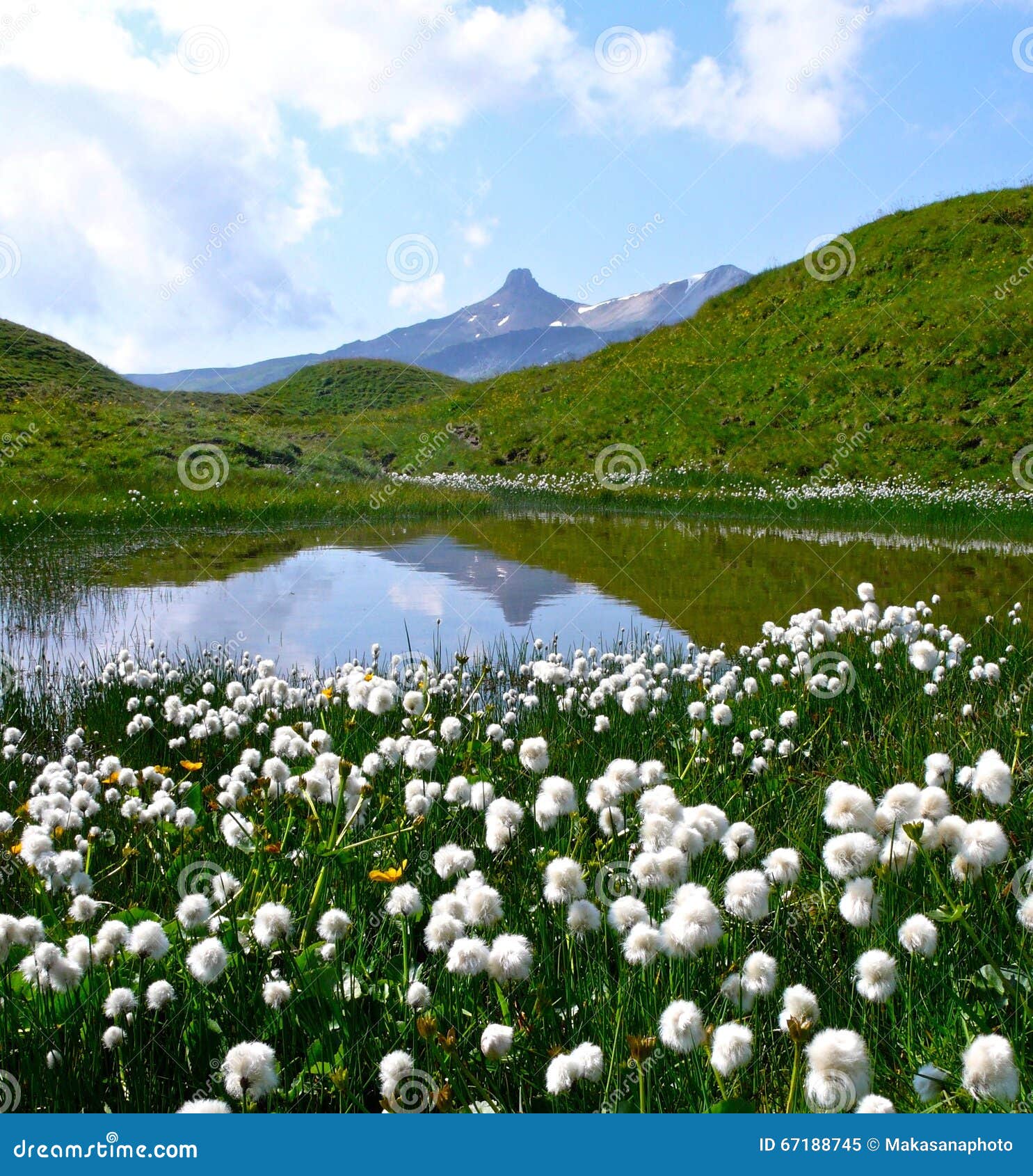 Fleurs Blanches Dans Les Alpes Suisses Près De Spitzmeilen