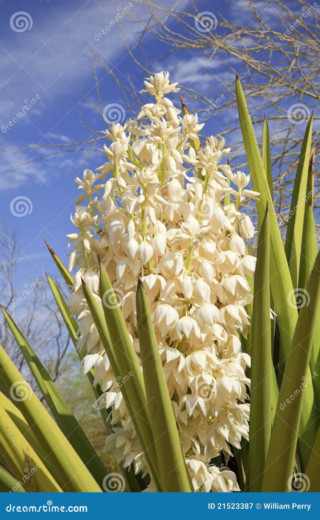 Fleurs Blanches De Cactus De Yucca Image stock Image du arizona, beau