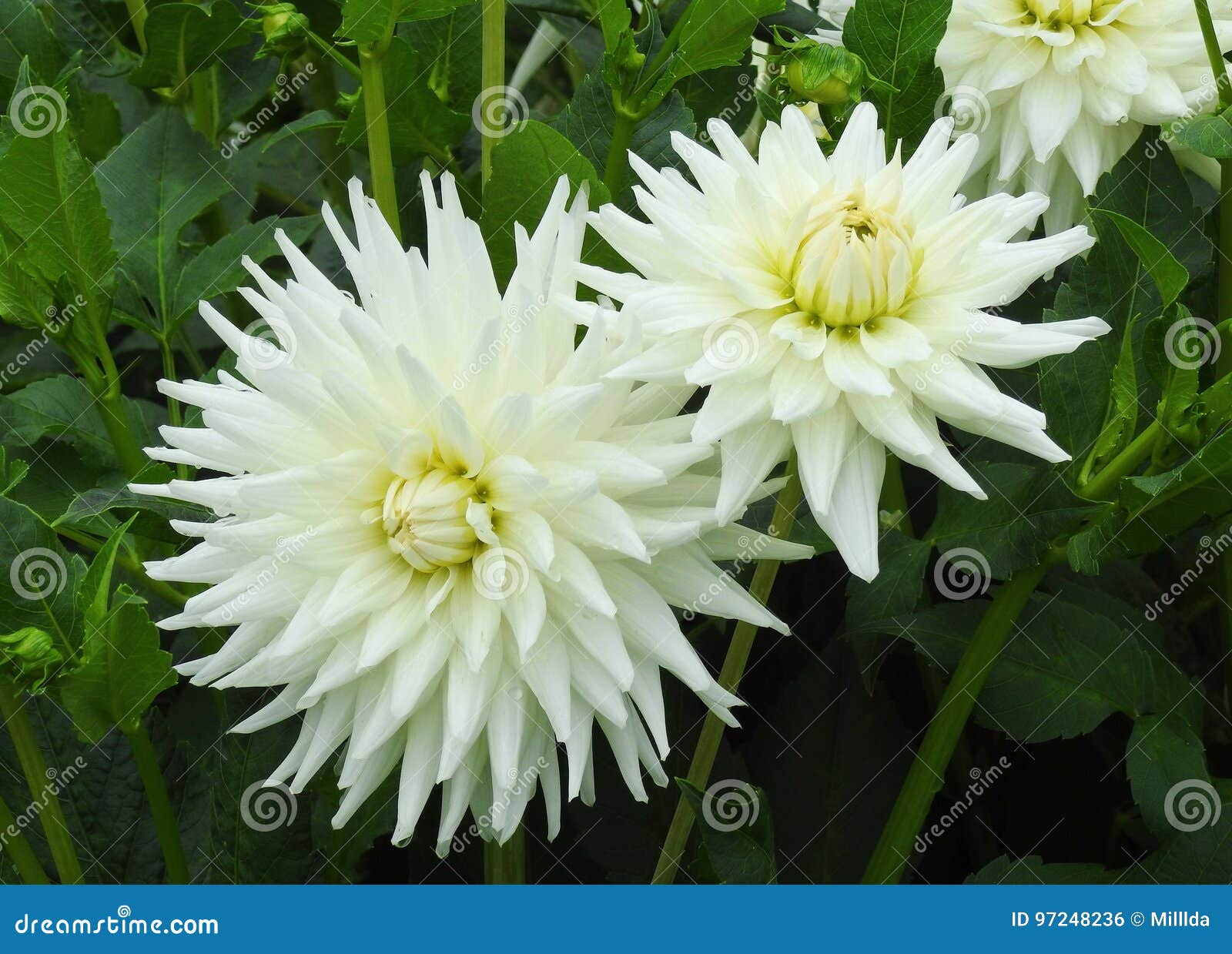 Fleurs blanches de dahlia photo stock. Image du blanc - 97248236